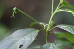 Cleidion spiciflorum